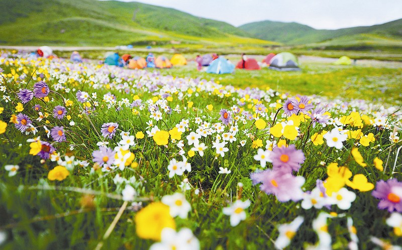 草原花海迎客来 旅游新闻 新闻公告 阿坝旅游