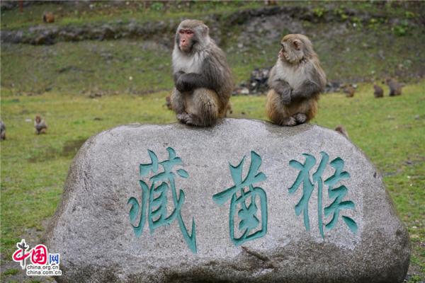 "喔,喔,喔 早上9点左右,在达古冰山金猴海景区,臧酋猴观赏区,一阵