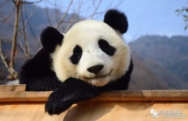 特别是增加卧龙大熊猫博物馆,让您在进入苑区前,先对熊猫有一个