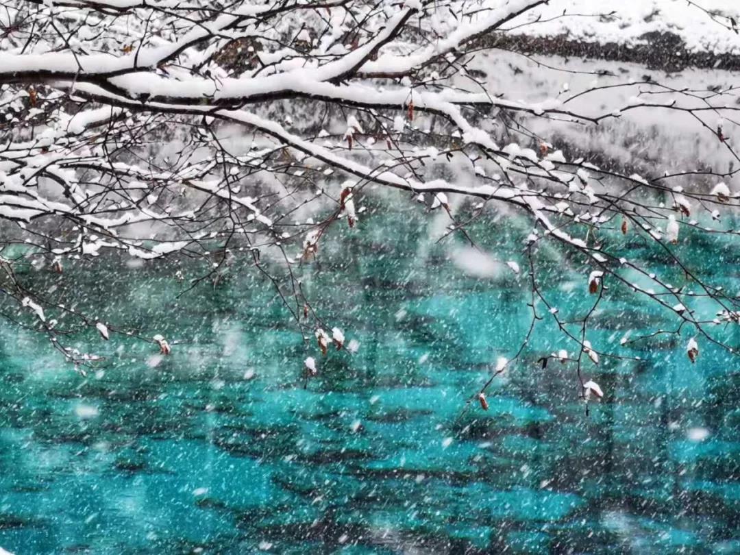 雪花落在枝头